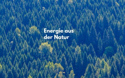 Kreislaufwirtschaft in Aktion 🌲