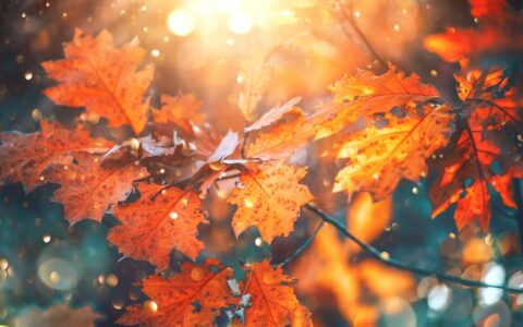 Pelletpreis steigt im Oktober mit Beginn der Heizsaison